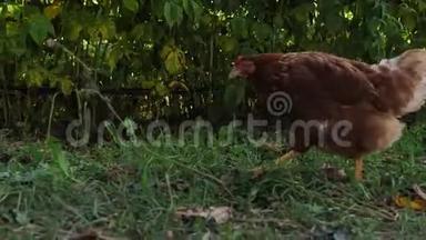 <strong>一只鸡</strong>在有机农场里从地上吃的录像